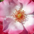 Biało - różowy - Róże rabatowe floribunda - Occhi di Fata